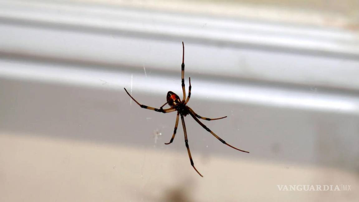 ¡Cuidado!... ¿Por qué no debes matar a las arañas que encuentras en casa?... estas son las razones