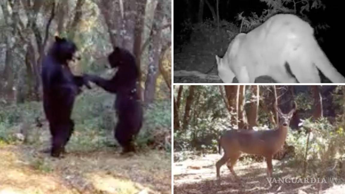 Saltillo: captan en video a puma, osos ‘bailando’ y otros animales en la Sierra de Zapalinamé
