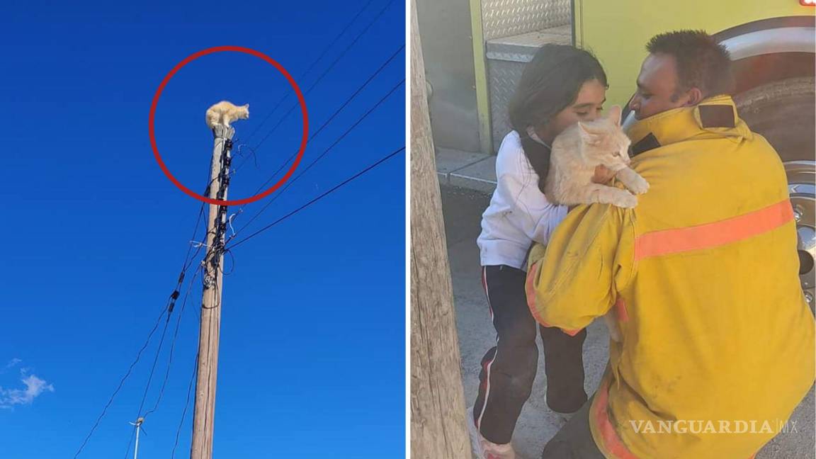 Bomberos rescatan a gato que se subió a un poste en Arteaga