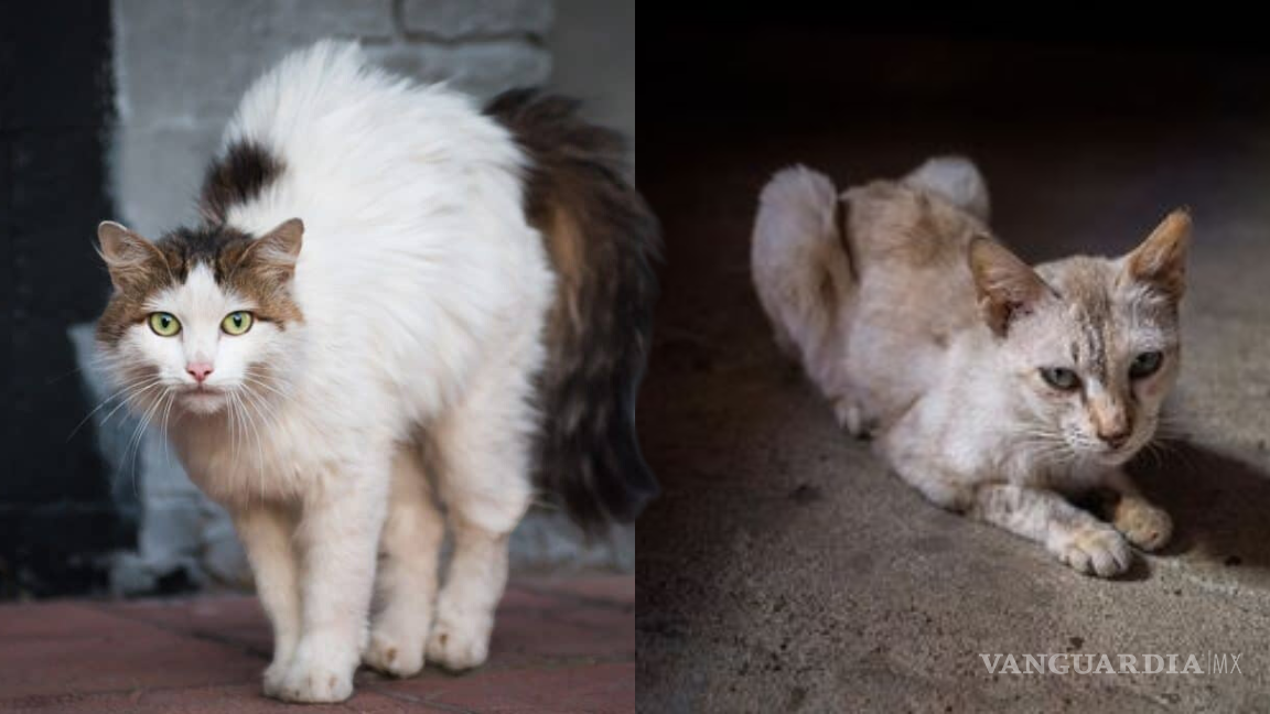 ¿Por qué a mi gato se le ve la columna? Así puedes corregirlo, según experta