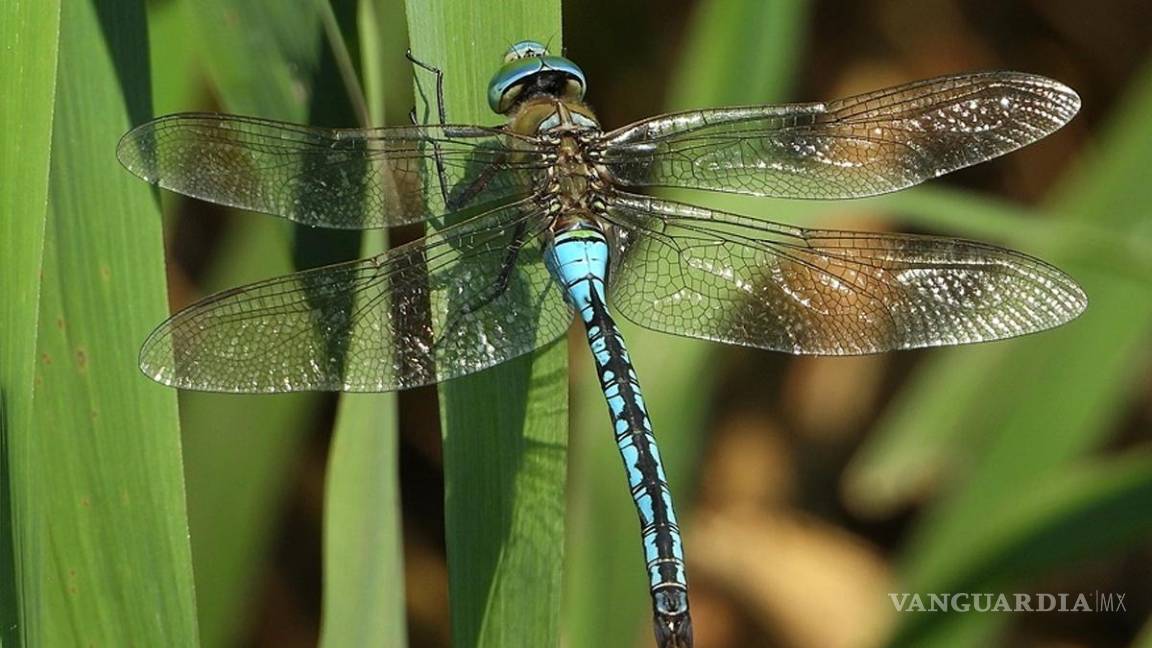 $!¡Vivir un día! Este insecto vive tan solo 24 horas... y otros 9 animales con vidas increíblemente cortas