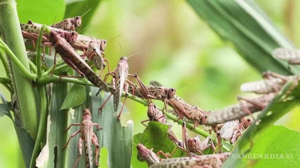 ¿Qué es la plaga de langostas y por qué es una amenaza para Sudamérica?... ¿podría llegar a México?