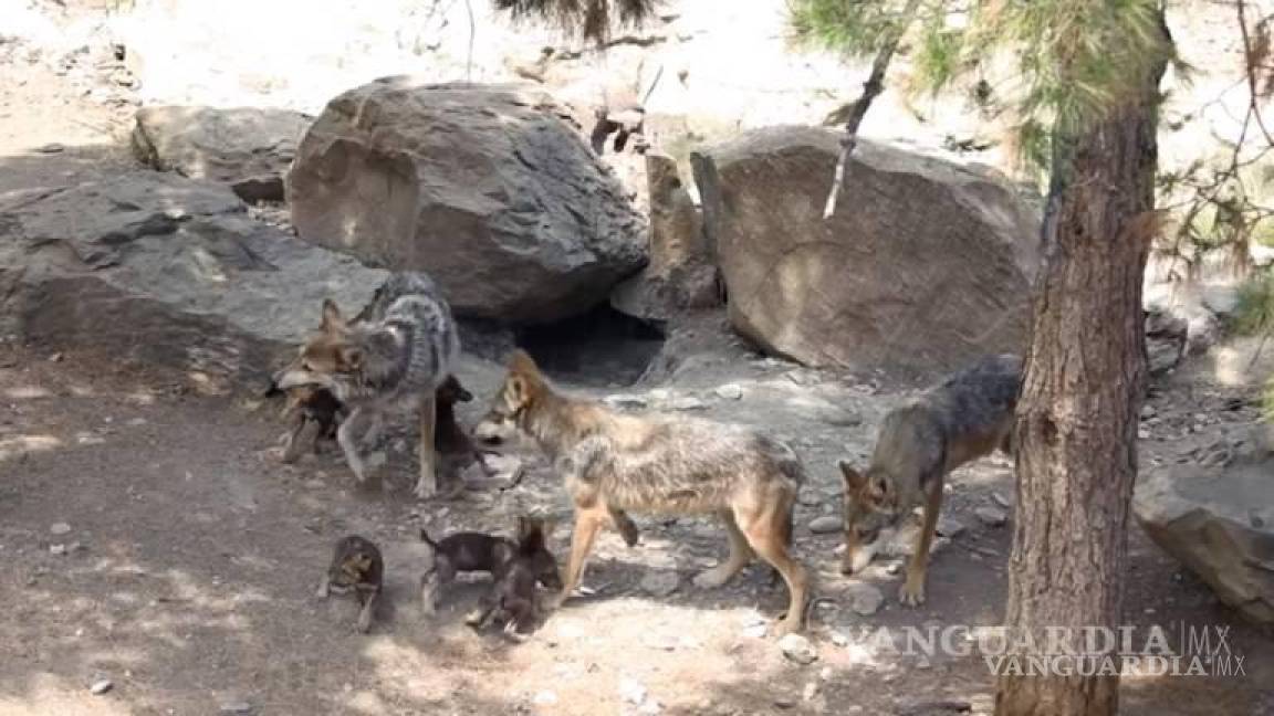 Se suspende en Museo del Desierto de Saltillo reproducción de lobo mexicano