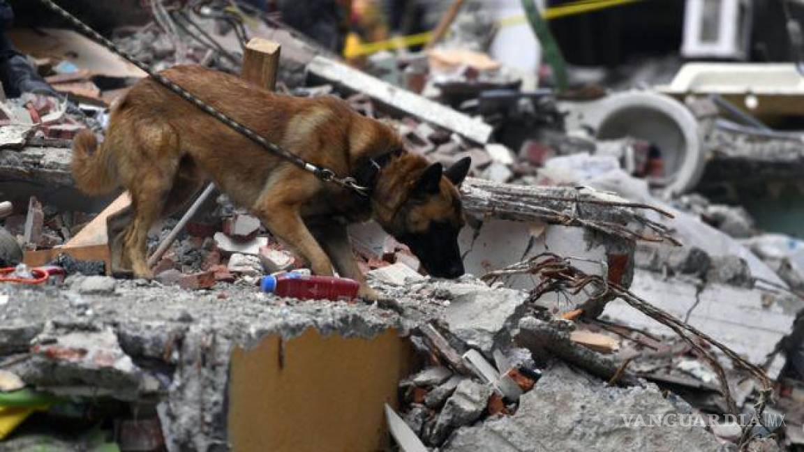 Decenas de perros van a Turquía para apoyar en el rescate