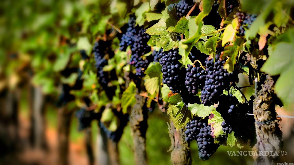 Pega coronavirus a la industria vitivinícola