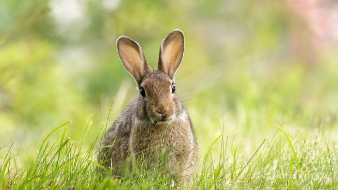 Malas noticias: el conejo europeo está en peligro de extinción