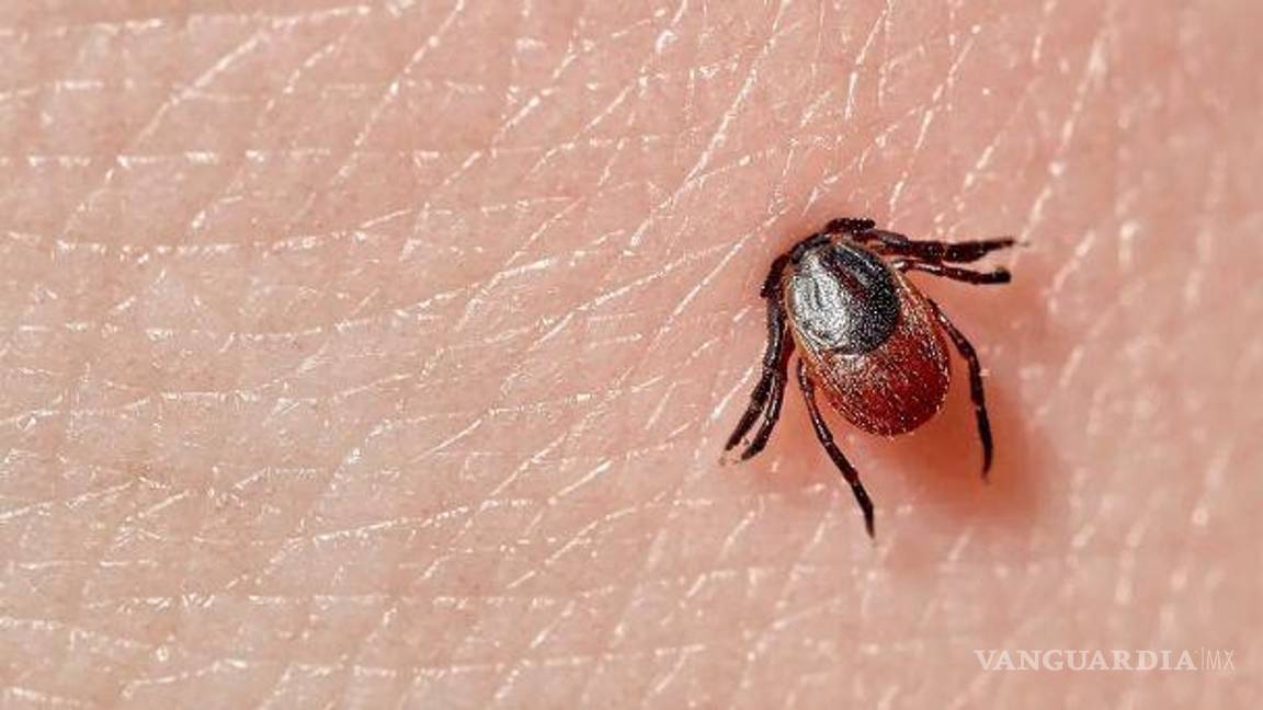 $!¿Qué es la rickettsiosis?... estos son los insectos que transmiten esta rara enfermedad