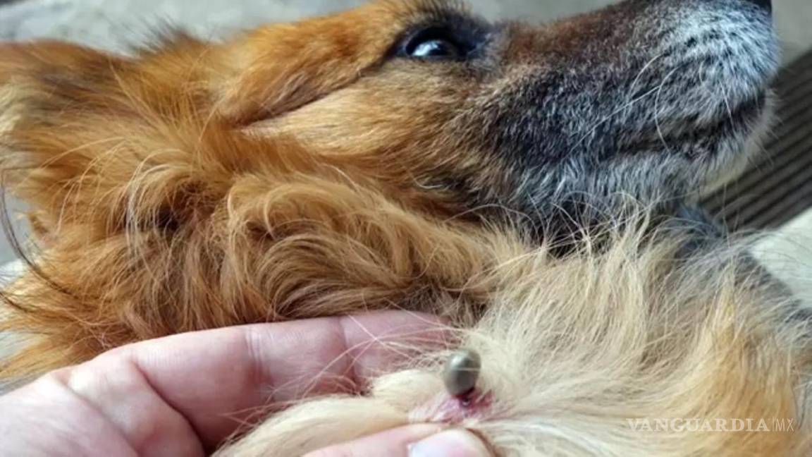 Acuña: Llama veterinario a prevenir enfermedades provocadas por mordedura de garrapatas