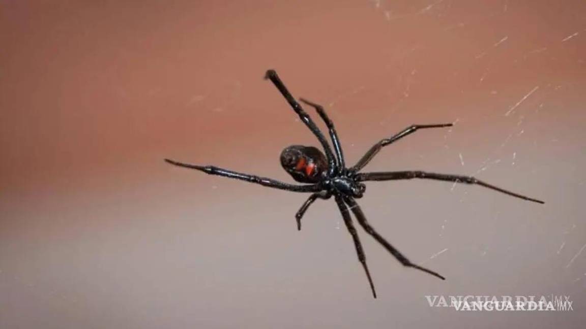$!¿Cuándo inicia la temporada de arañas en México?... cómo saber cuáles son peligrosas y qué hacer si las vemos en casa
