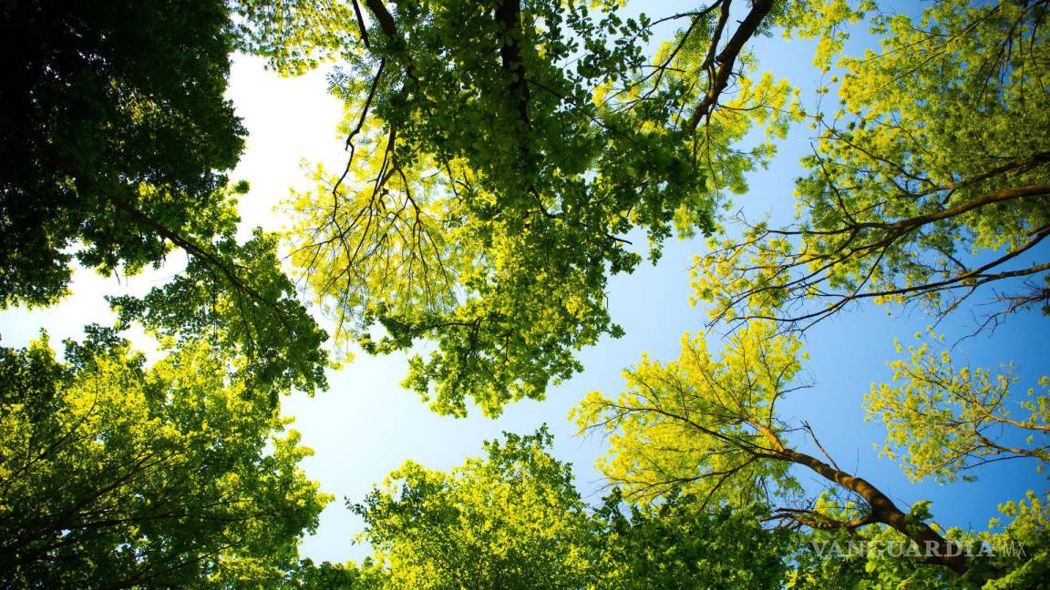 Por ya no ser la ciudad con el ‘clima ideal’, proponen saltillenses plantar más árboles como solución por altas temperaturas