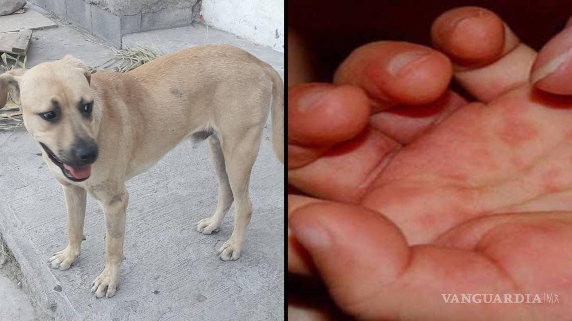 ‘Los perros no tienen la culpa’; ciudadanos dicen que problema de garrapatas en Saltillo es por abandono