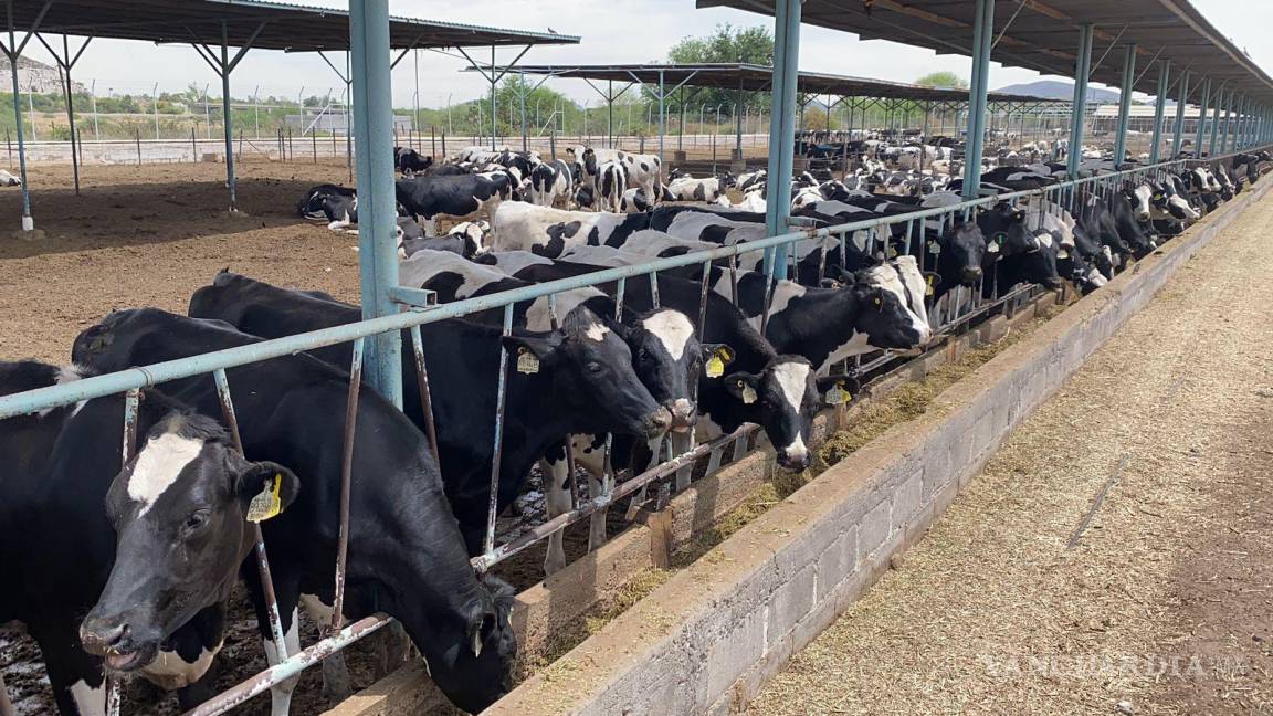Crece el robo de ganado en la Comarca Lagunera Coahuila-Durango