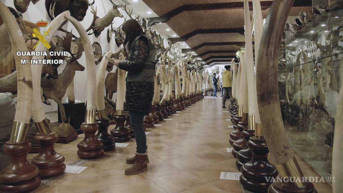 $!Las autoridades en España investigan a un empresario español que poseía una colección privada de taxidermia con más de 1,000 animales disecados.