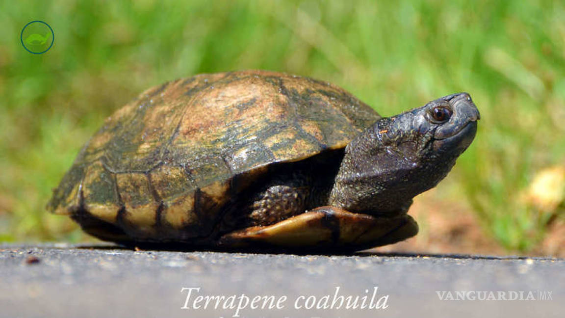 David, la tortuga de Coahuila que pide ayuda por correo para no desaparecer