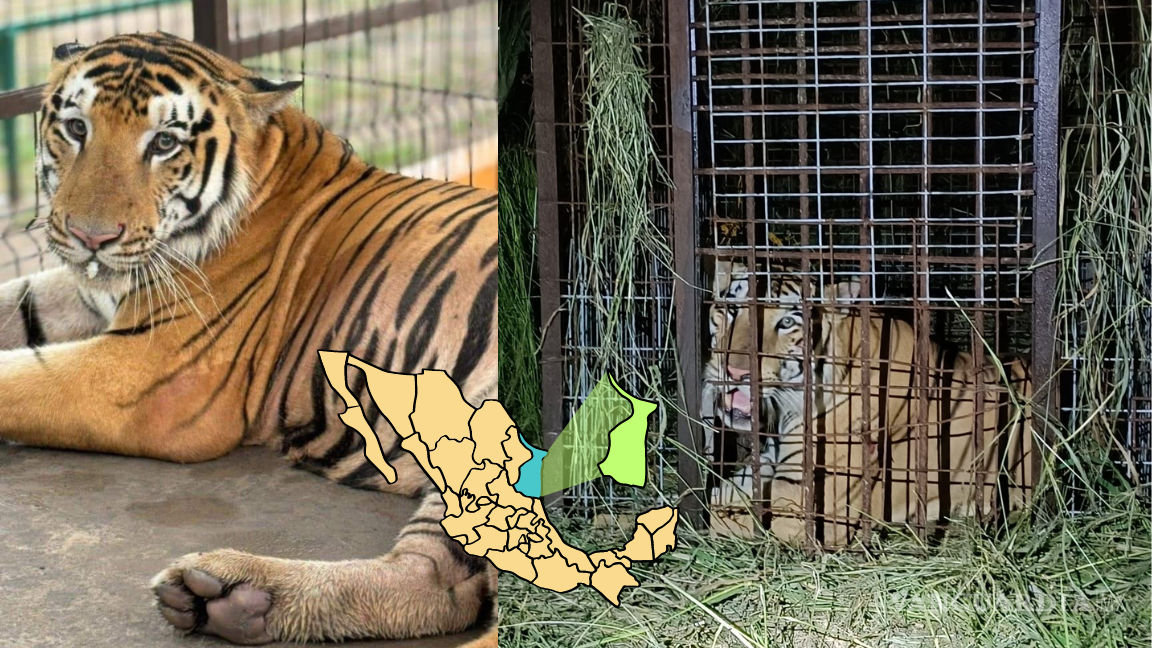 Capturan a tigre que escapó de un zoológico en Reynosa tras casi una semana de búsqueda; Estados Unidos había sido alertado