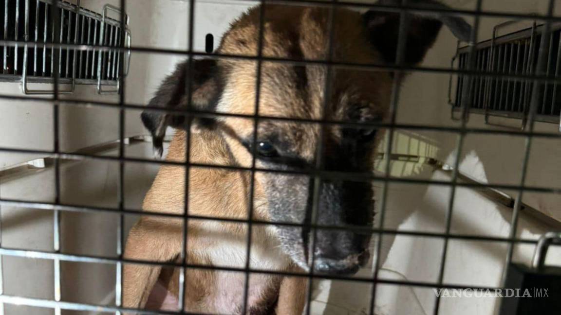 Rescatan a perrito herido en Monclova; fundación busca ayuda para su recuperación