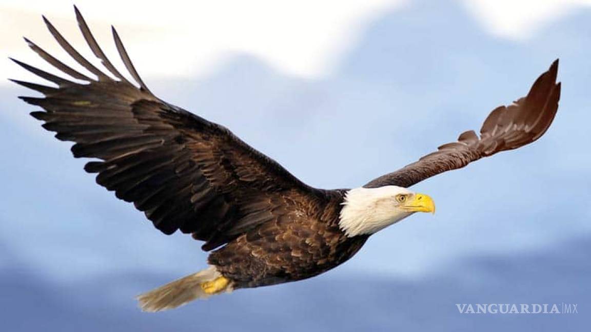 Reaparece el águila calva en Sonora, después de 18 años