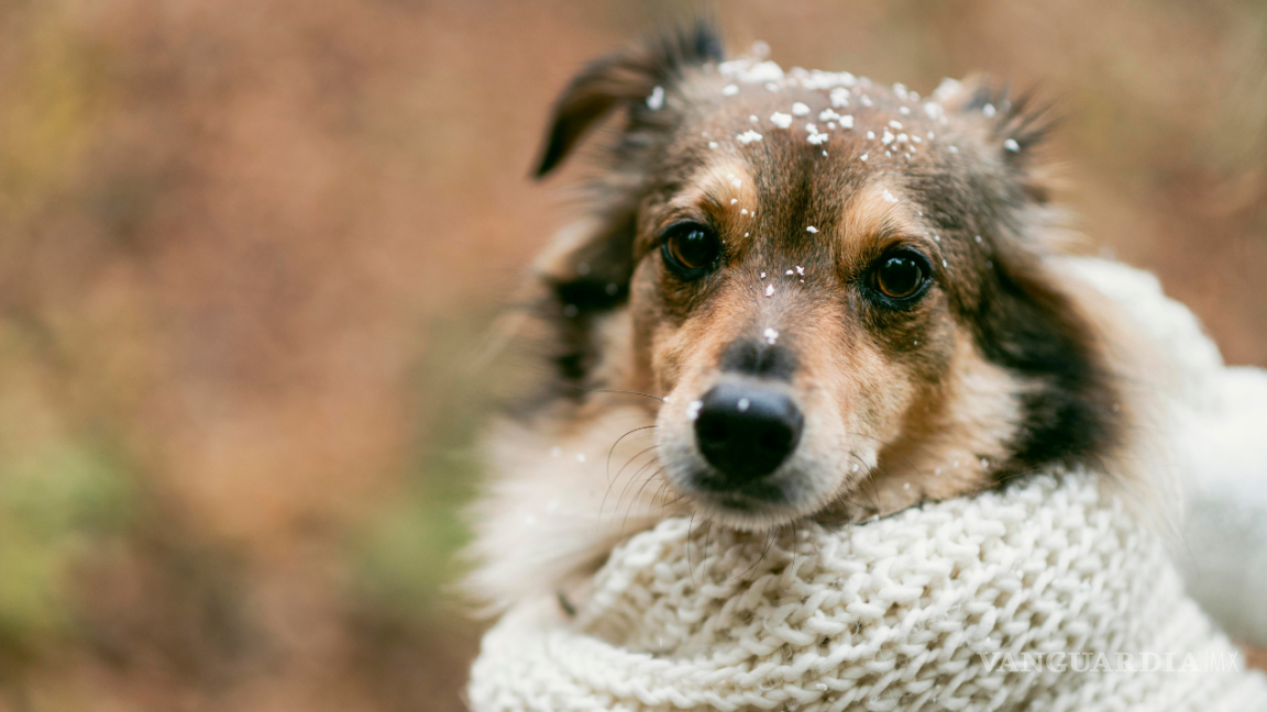 $!Es importante conocer las señales que indican que tu perro podría estar sufriendo frío.