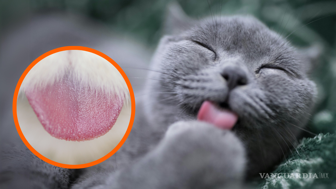 ¿Por qué la lengua de los gatos es áspera? La ciencia detrás de las papilas cónicas