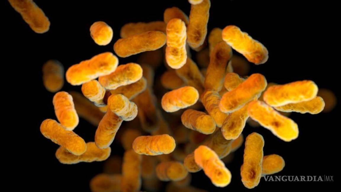 Alerta epidemiológica en México... ¿Qué es la Klebsiella oxytoca? bacteria que brotó en hospitales; causas y síntomas