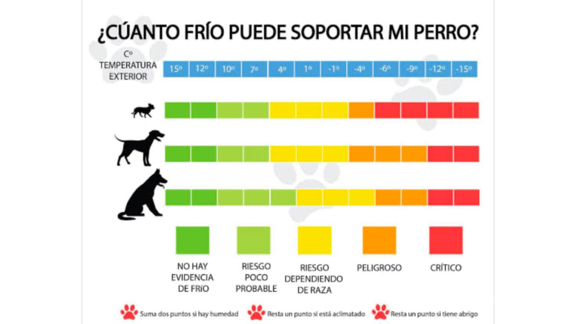 $!La sensibilidad al frío en los perros depende de su tamaño, pelaje, raza y condiciones de salud.