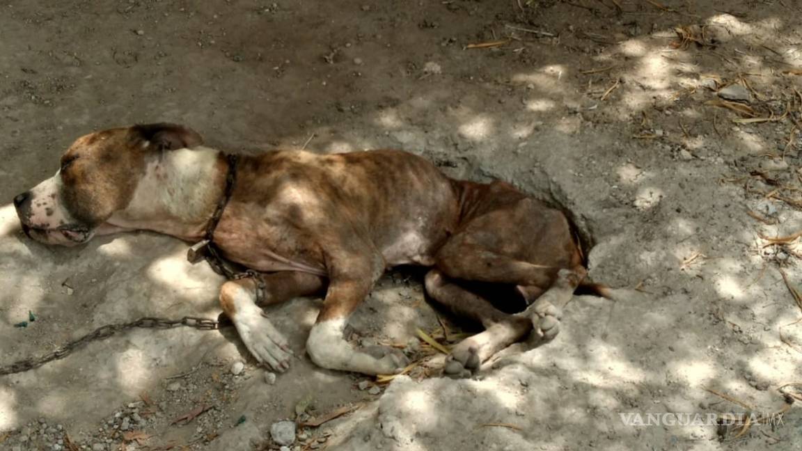 Perro encadenado, desnutrido y expuesto a temperaturas de 45 grados es rescatado en Piedras Negras (Video)