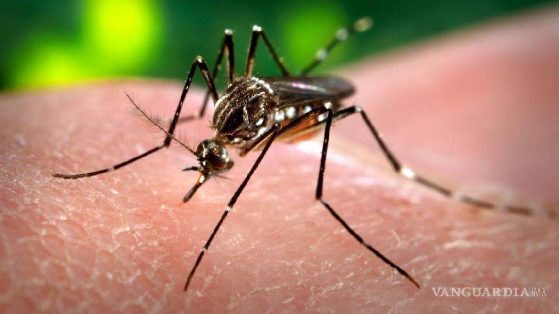 ¿Vacunar mosquitos? Así van a combatir el dengue en América