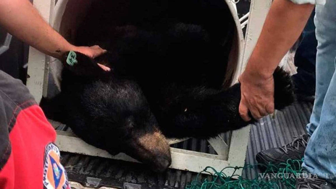 Profepa investigará castración de oso 'amistoso' en Nuevo León