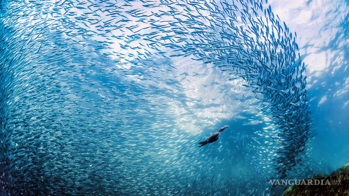 $!Miguel Guajardo Captando las maravillas del mar