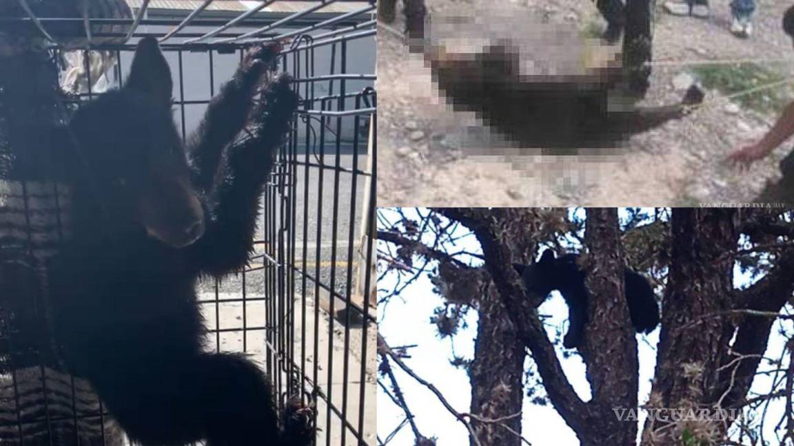 En tres días, tres osos tuvieron encuentros con humanos en Coahuila y dos de ellos murieron