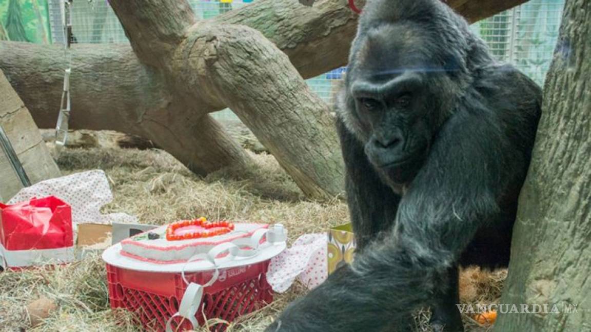 La gorila más longeva del mundo cumplió 59 años