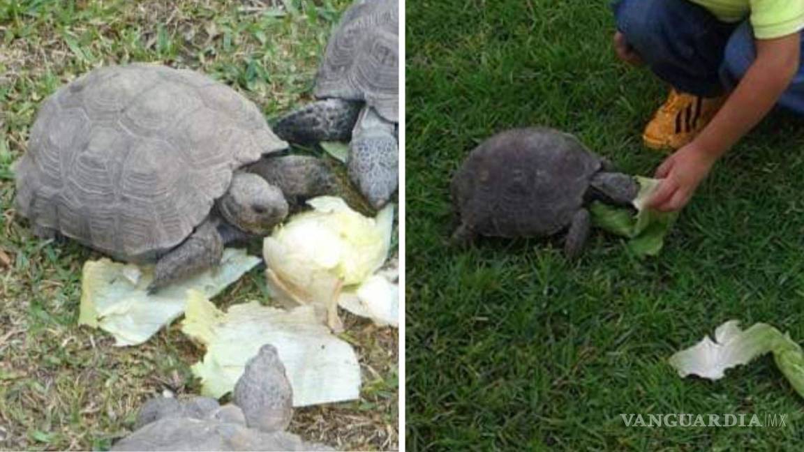 ‘Estamos muy tristes sin ella en casa’; piden regresar a ‘Torcuata’, tortuga de 30 años que se perdió en Saltillo