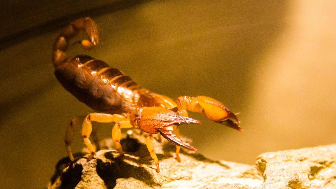 $!¡Cuidado!... Estos son los 5 insectos más peligrosos que salen con la temporada de lluvias en México