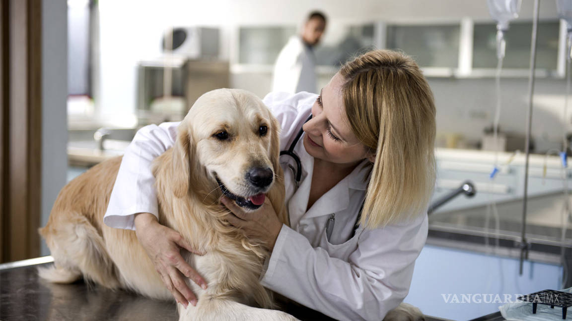 ‘Moquillo’ y ‘parvovirus’ se incrementan por bajas temperaturas en mascotas