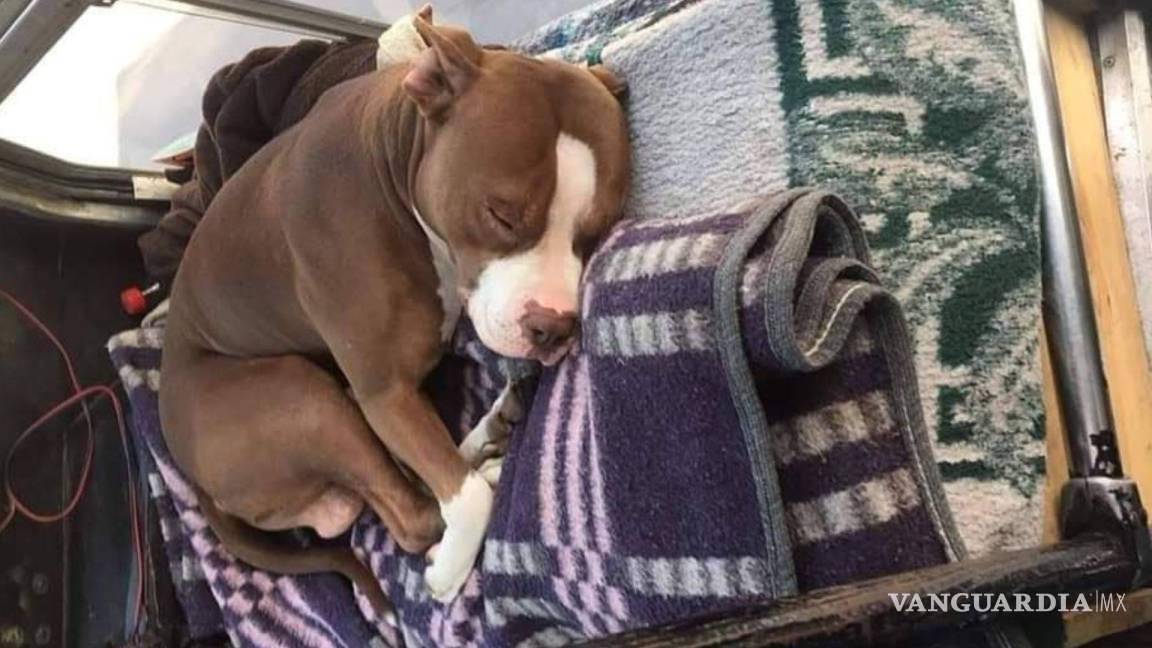 $!Un perro pitbull generó controversia porque su dueño lo lleva con él al trabajo en el transporte público.