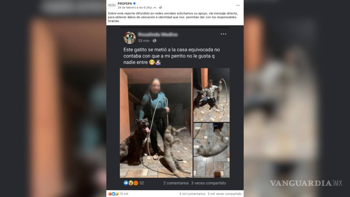 Investigan a mujer de Coahuila por mostrar felino protegido muerto en redes sociales