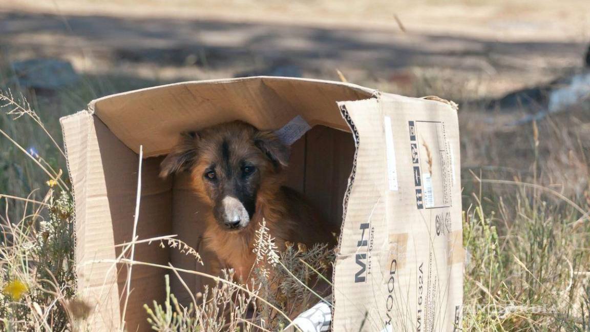 Turistas van y ‘tiran’ sus mascotas en Arteaga, señalan rescatistas
