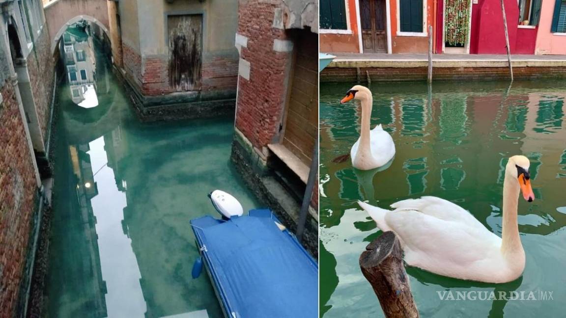 Venecia respira; el agua de sus canales se aclara por aislamiento de Coronavirus