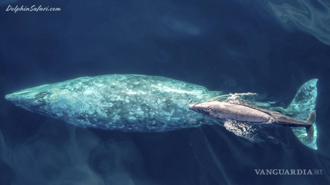 Cría de ballena gris nada con su madre cerca del sur de California