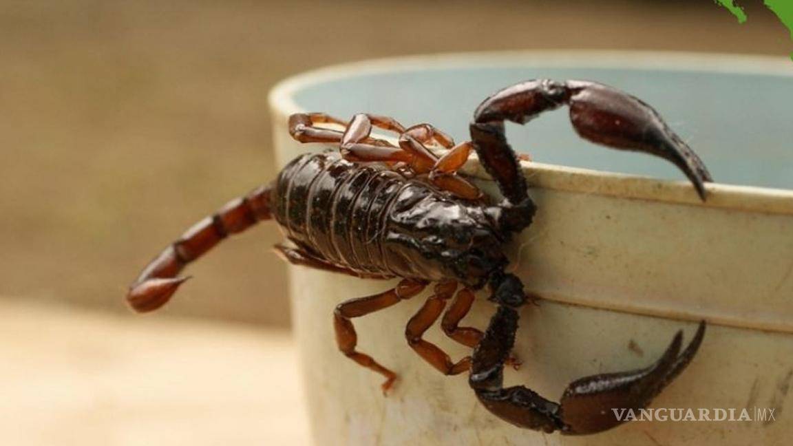$!Temporada de alacranes en México... ¿cuáles son los estados con mayor riesgo y las especies más peligrosas