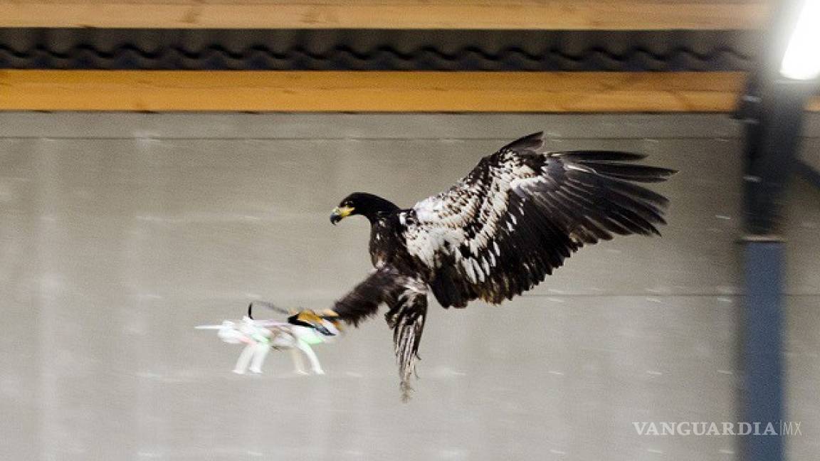Las águilas en Holanda salen a ‘cazar’ drones