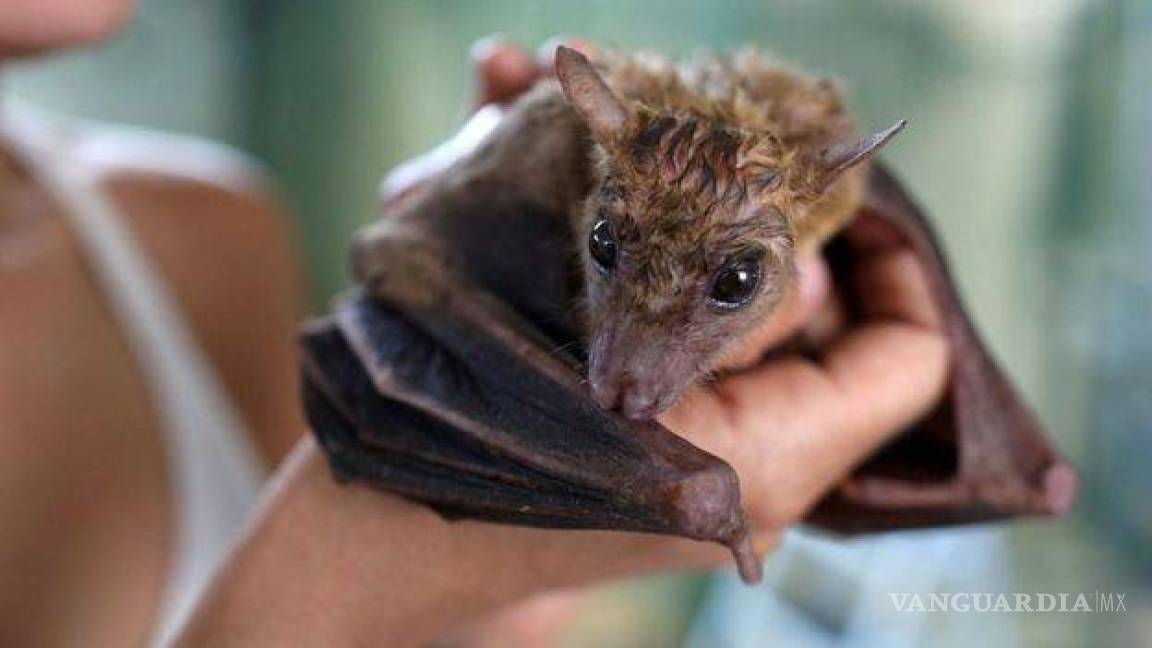 Linaje de coronavirus tiene en realidad por lo menos 70 años circulando entre los murciélagos