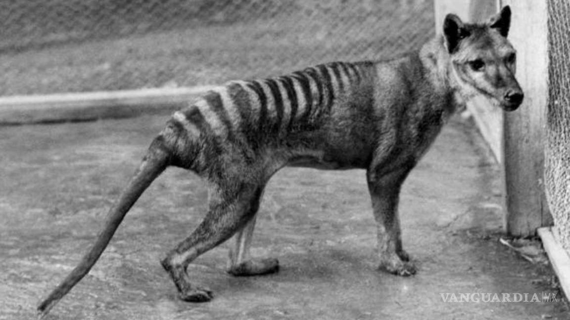Científicos buscan “resucitar” al extinto tigre de Tasmania