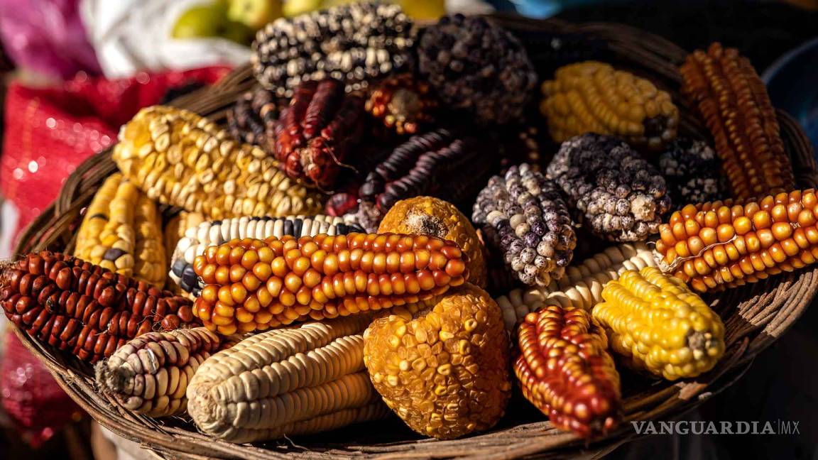 Aprueban en Senado la ley federal de protección al maíz nativo