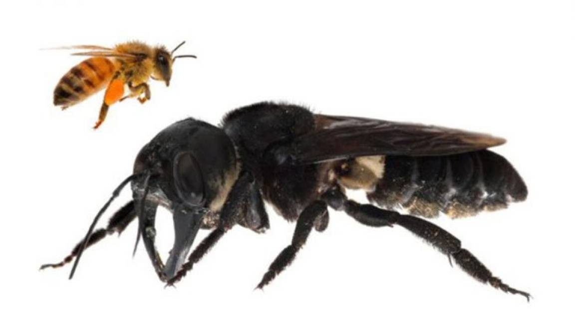 Redescubren a la abeja gigante más grande el mundo