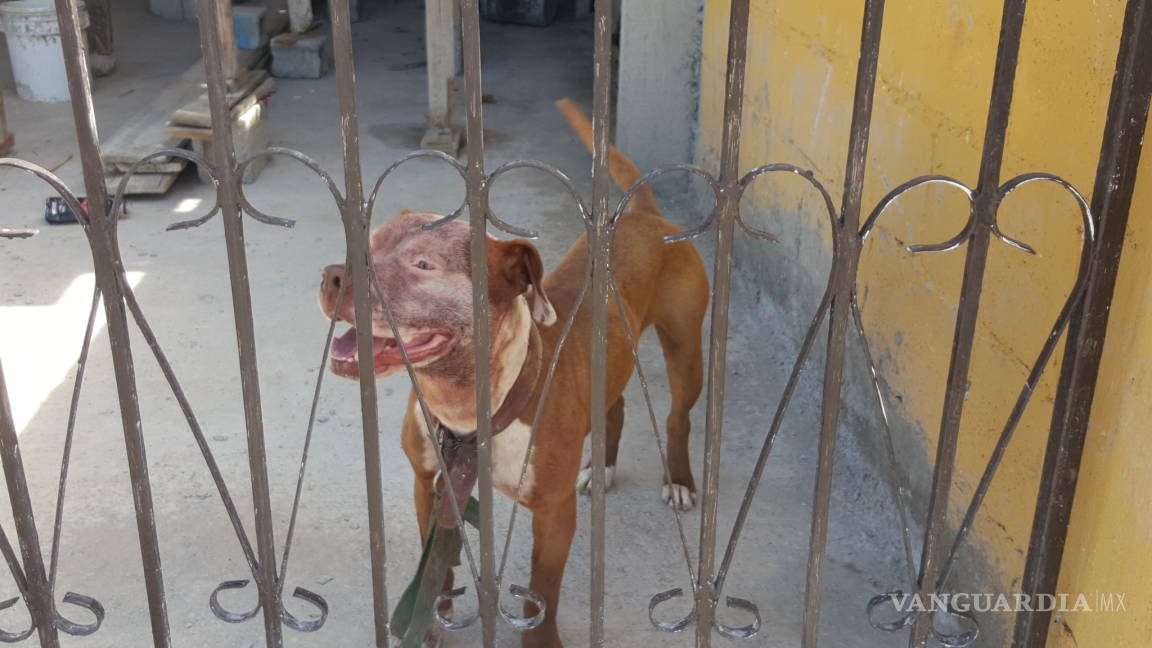 Sacrificarán a perro pitbull que mató a niño en Monclova