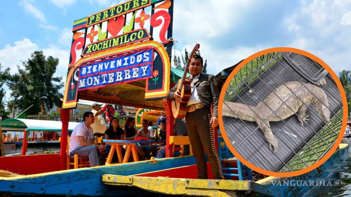 ¿Qué especie de reptil fue rescatado en Xochimilco?, alarmó a los vecinos y turistas