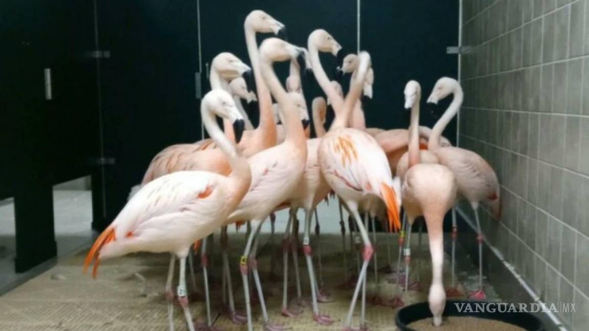 Flamencos se viralizan al resguardarse del huracán Ian en los baños de un jardín botánico de Florida