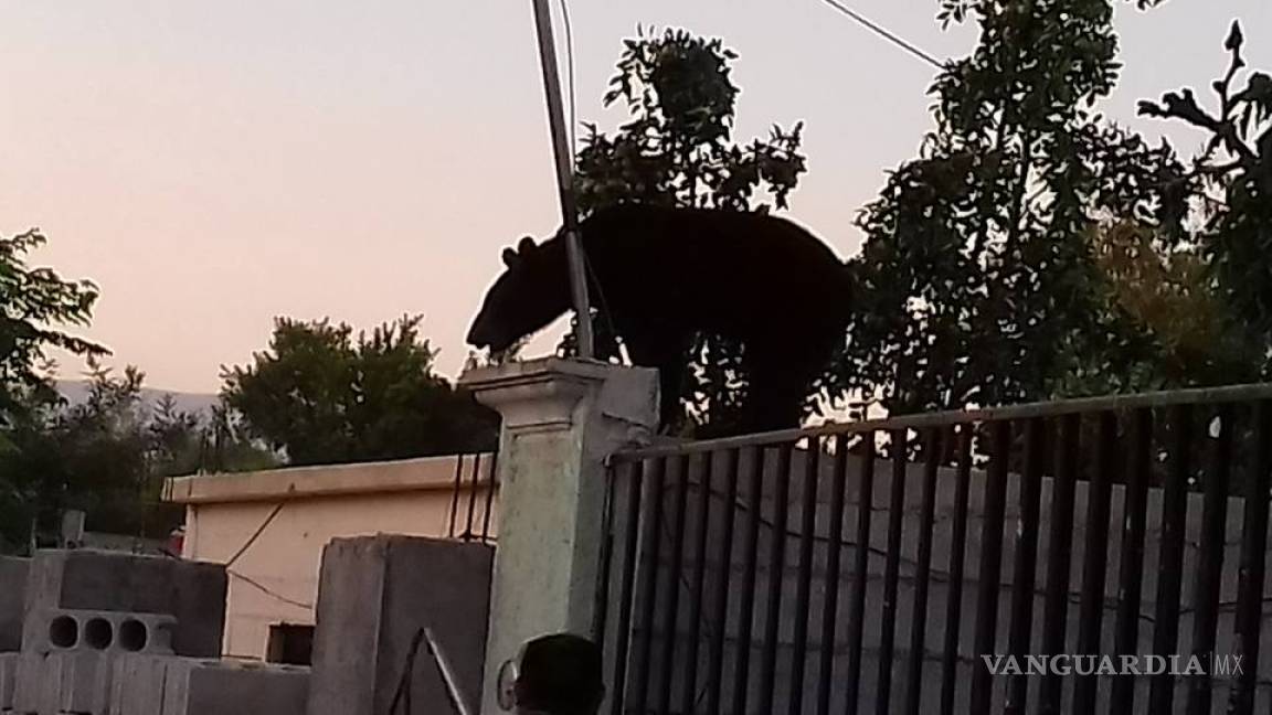 Vecinos reportan un pequeño oso negro en colonia de Frontera