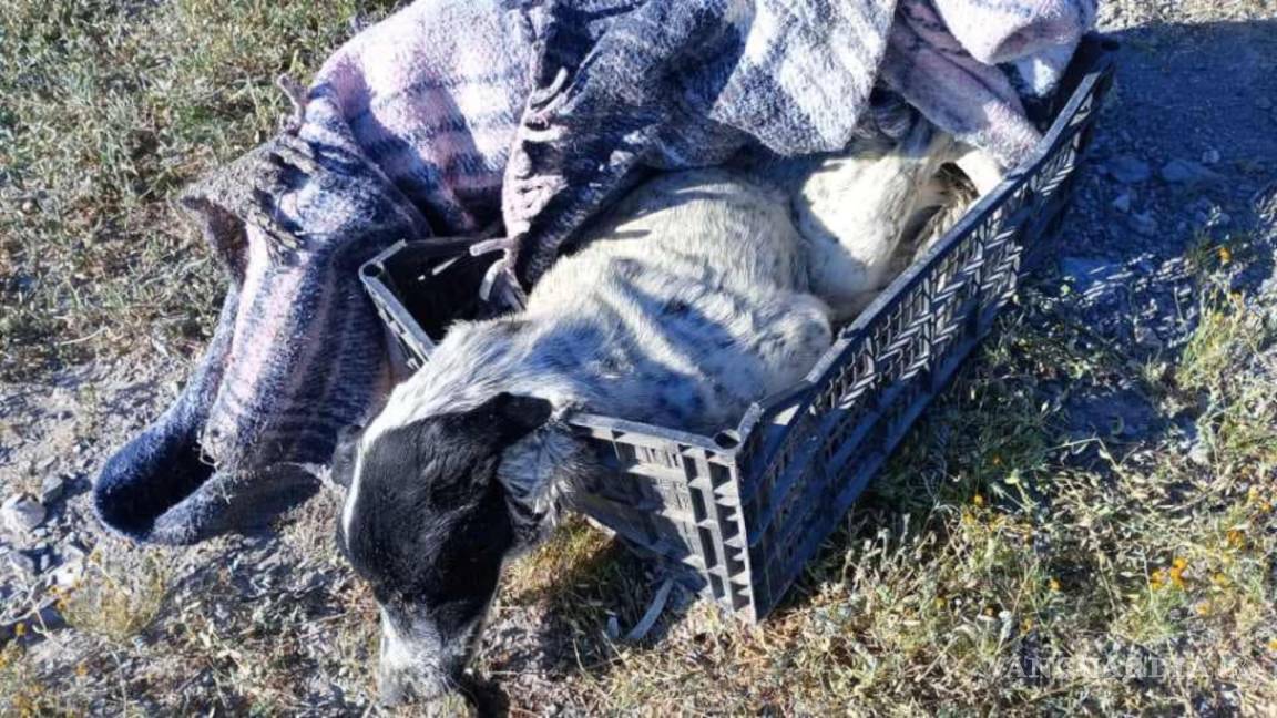 Abandonan perrito en estado crítico en Parras, Coahuila; dueña es identificada y exigen justicia
